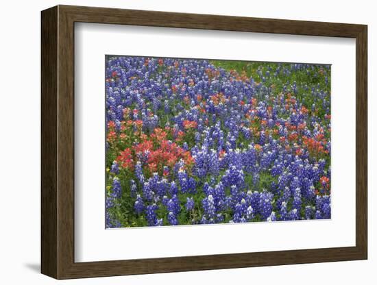 Texas Hill Country wildflowers, Texas. Bluebonnets and Indian Paintbrush-Gayle Harper-Framed Photographic Print