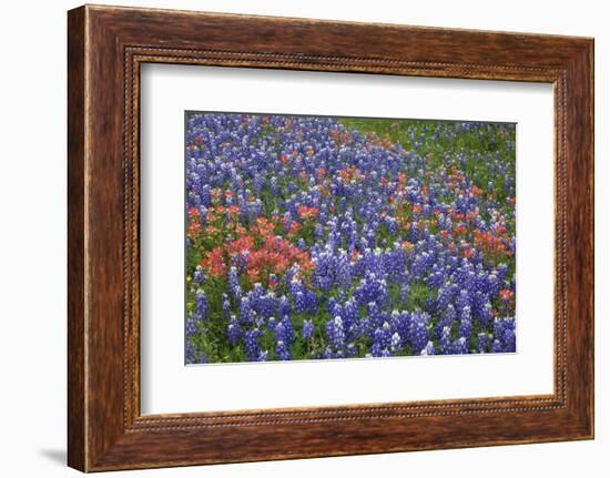 Texas Hill Country wildflowers, Texas. Bluebonnets and Indian Paintbrush-Gayle Harper-Framed Photographic Print