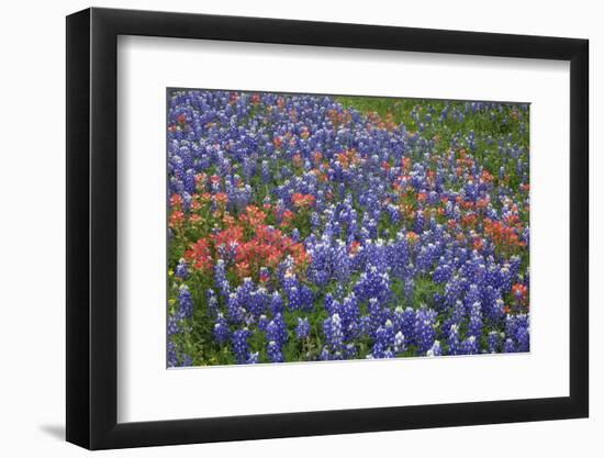 Texas Hill Country wildflowers, Texas. Bluebonnets and Indian Paintbrush-Gayle Harper-Framed Photographic Print