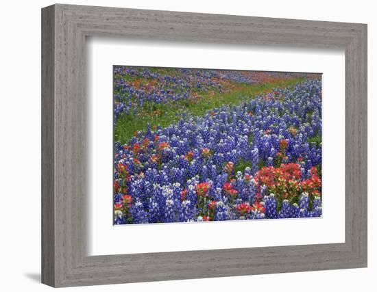 Texas Hill Country wildflowers, Texas. Bluebonnets and Indian Paintbrush-Gayle Harper-Framed Photographic Print