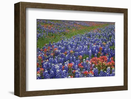 Texas Hill Country wildflowers, Texas. Bluebonnets and Indian Paintbrush-Gayle Harper-Framed Photographic Print