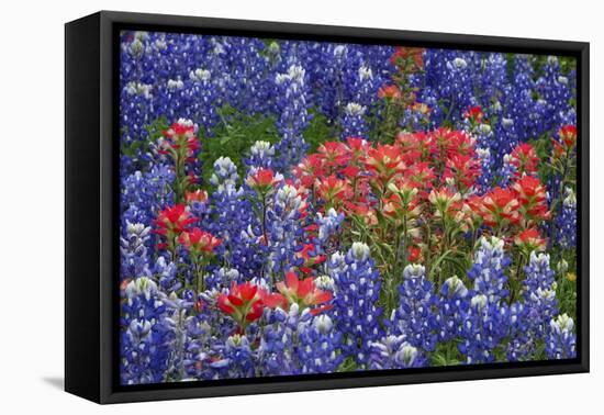 Texas Hill Country wildflowers, Texas. Bluebonnets and Indian Paintbrush-Gayle Harper-Framed Premier Image Canvas