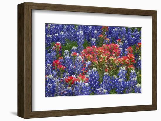 Texas Hill Country wildflowers, Texas. Bluebonnets and Indian Paintbrush-Gayle Harper-Framed Photographic Print