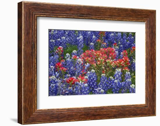 Texas Hill Country wildflowers, Texas. Bluebonnets and Indian Paintbrush-Gayle Harper-Framed Photographic Print