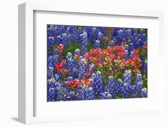 Texas Hill Country wildflowers, Texas. Bluebonnets and Indian Paintbrush-Gayle Harper-Framed Photographic Print