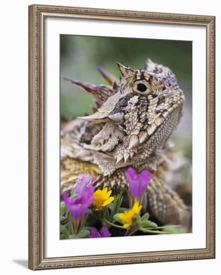 Texas Horned Lizard Adult Head Portrait, Texas, Usa, April-Rolf Nussbaumer-Framed Photographic Print