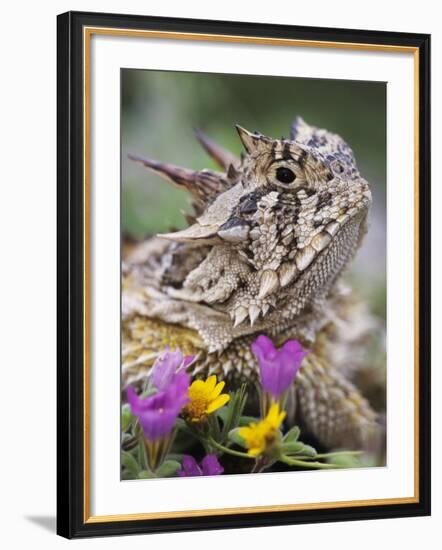 Texas Horned Lizard Adult Head Portrait, Texas, Usa, April-Rolf Nussbaumer-Framed Photographic Print