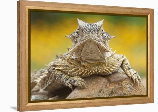 Texas Horned Lizard (Phrynosoma Cornutum) Portrait, Laredo Borderlands, Texas, USA. April-Claudio Contreras-Framed Premier Image Canvas