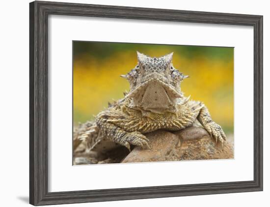 Texas Horned Lizard (Phrynosoma Cornutum) Portrait, Laredo Borderlands, Texas, USA. April-Claudio Contreras-Framed Photographic Print