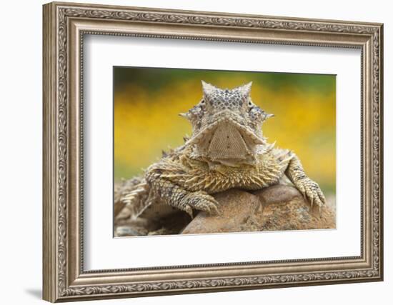 Texas Horned Lizard (Phrynosoma Cornutum) Portrait, Laredo Borderlands, Texas, USA. April-Claudio Contreras-Framed Photographic Print