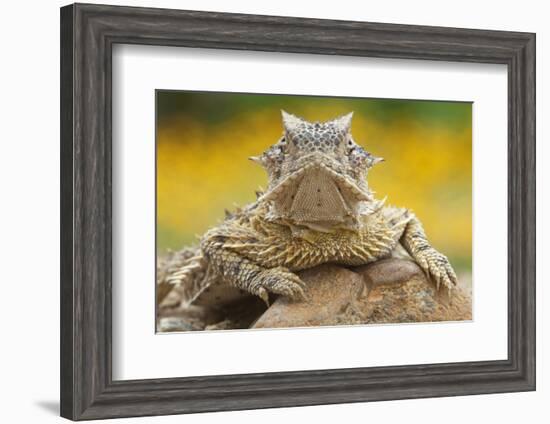 Texas Horned Lizard (Phrynosoma Cornutum) Portrait, Laredo Borderlands, Texas, USA. April-Claudio Contreras-Framed Photographic Print