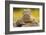 Texas Horned Lizard (Phrynosoma Cornutum) Portrait, Laredo Borderlands, Texas, USA. April-Claudio Contreras-Framed Photographic Print