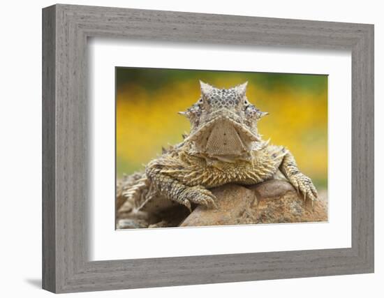 Texas Horned Lizard (Phrynosoma Cornutum) Portrait, Laredo Borderlands, Texas, USA. April-Claudio Contreras-Framed Photographic Print