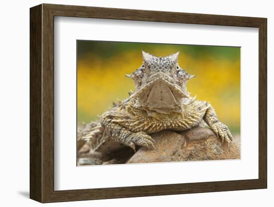 Texas Horned Lizard (Phrynosoma Cornutum) Portrait, Laredo Borderlands, Texas, USA. April-Claudio Contreras-Framed Photographic Print