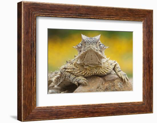 Texas Horned Lizard (Phrynosoma Cornutum) Portrait, Laredo Borderlands, Texas, USA. April-Claudio Contreras-Framed Photographic Print