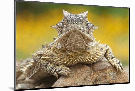 Texas Horned Lizard (Phrynosoma Cornutum) Portrait, Laredo Borderlands, Texas, USA. April-Claudio Contreras-Mounted Photographic Print