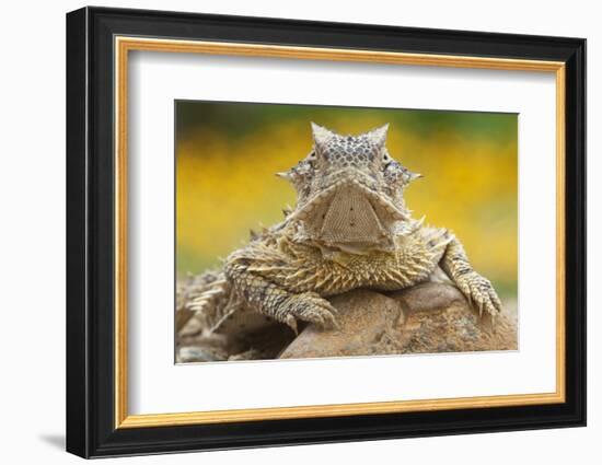 Texas Horned Lizard (Phrynosoma Cornutum) Portrait, Laredo Borderlands, Texas, USA. April-Claudio Contreras-Framed Photographic Print