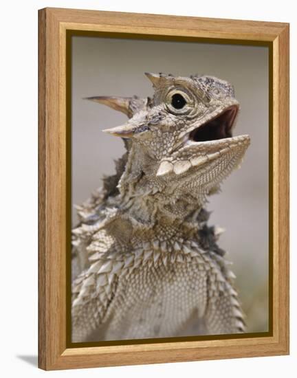 Texas Horned Lizard, Rio Grande Valley, Texas, USA-Rolf Nussbaumer-Framed Premier Image Canvas