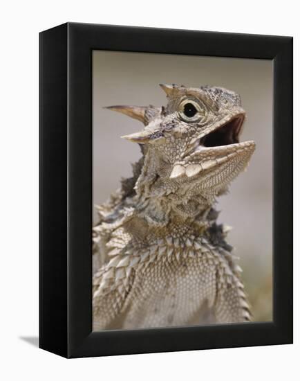 Texas Horned Lizard, Rio Grande Valley, Texas, USA-Rolf Nussbaumer-Framed Premier Image Canvas