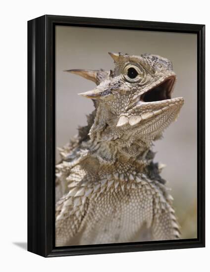 Texas Horned Lizard, Rio Grande Valley, Texas, USA-Rolf Nussbaumer-Framed Premier Image Canvas