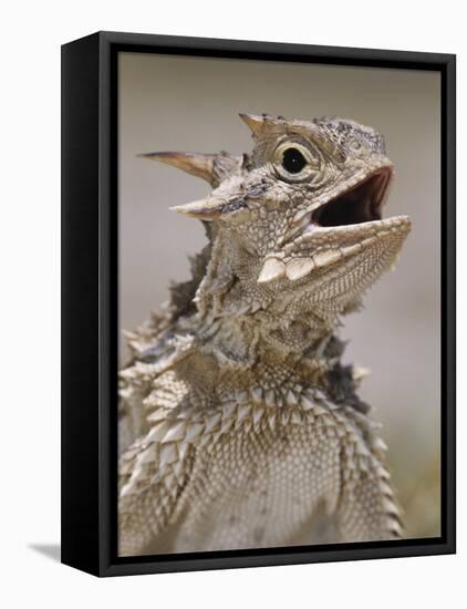 Texas Horned Lizard, Rio Grande Valley, Texas, USA-Rolf Nussbaumer-Framed Premier Image Canvas
