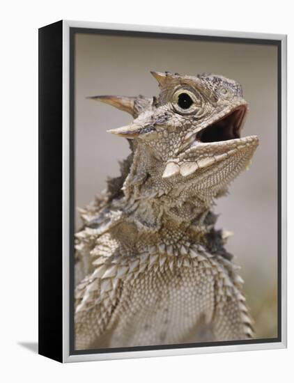 Texas Horned Lizard, Rio Grande Valley, Texas, USA-Rolf Nussbaumer-Framed Premier Image Canvas