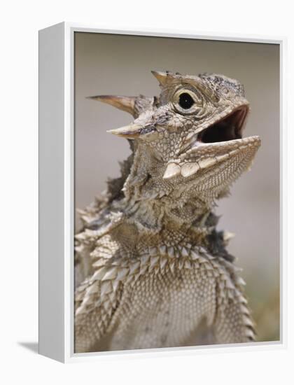 Texas Horned Lizard, Rio Grande Valley, Texas, USA-Rolf Nussbaumer-Framed Premier Image Canvas