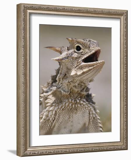 Texas Horned Lizard, Rio Grande Valley, Texas, USA-Rolf Nussbaumer-Framed Photographic Print