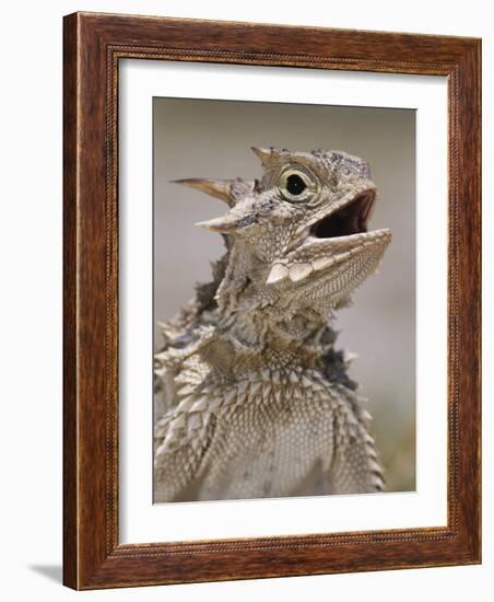 Texas Horned Lizard, Rio Grande Valley, Texas, USA-Rolf Nussbaumer-Framed Photographic Print