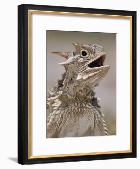 Texas Horned Lizard, Rio Grande Valley, Texas, USA-Rolf Nussbaumer-Framed Photographic Print