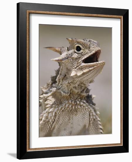 Texas Horned Lizard, Rio Grande Valley, Texas, USA-Rolf Nussbaumer-Framed Photographic Print