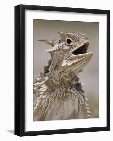 Texas Horned Lizard, Rio Grande Valley, Texas, USA-Rolf Nussbaumer-Framed Photographic Print