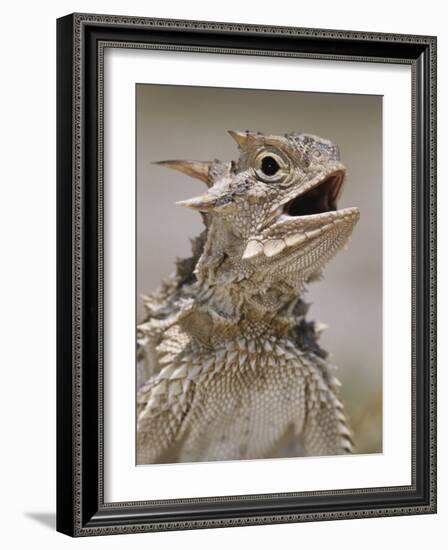 Texas Horned Lizard, Rio Grande Valley, Texas, USA-Rolf Nussbaumer-Framed Photographic Print