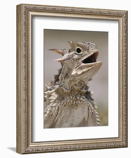 Texas Horned Lizard, Rio Grande Valley, Texas, USA-Rolf Nussbaumer-Framed Photographic Print