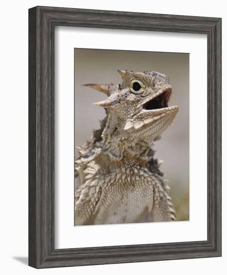 Texas Horned Lizard, Rio Grande Valley, Texas, USA-Rolf Nussbaumer-Framed Photographic Print