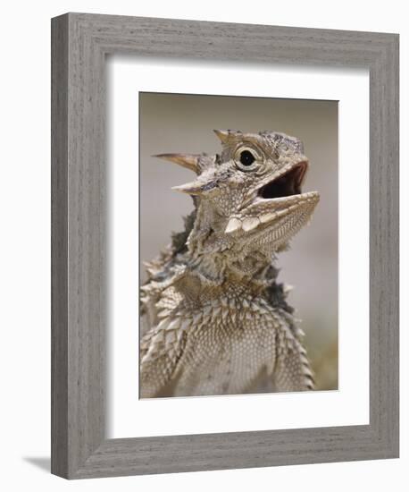 Texas Horned Lizard, Rio Grande Valley, Texas, USA-Rolf Nussbaumer-Framed Photographic Print