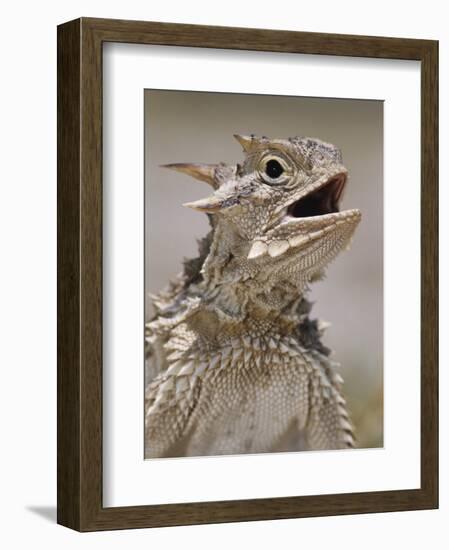 Texas Horned Lizard, Rio Grande Valley, Texas, USA-Rolf Nussbaumer-Framed Photographic Print