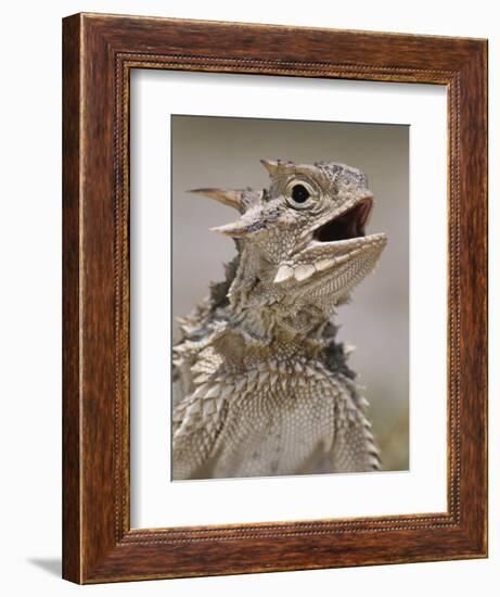 Texas Horned Lizard, Rio Grande Valley, Texas, USA-Rolf Nussbaumer-Framed Photographic Print