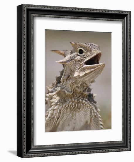 Texas Horned Lizard, Rio Grande Valley, Texas, USA-Rolf Nussbaumer-Framed Photographic Print