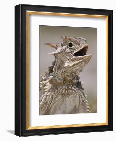 Texas Horned Lizard, Rio Grande Valley, Texas, USA-Rolf Nussbaumer-Framed Photographic Print