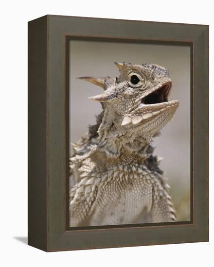 Texas Horned Lizard, Rio Grande Valley, Texas, USA-Rolf Nussbaumer-Framed Premier Image Canvas