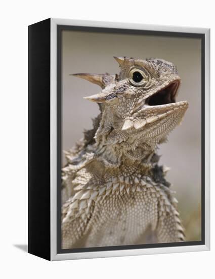 Texas Horned Lizard, Rio Grande Valley, Texas, USA-Rolf Nussbaumer-Framed Premier Image Canvas