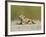 Texas Horned Lizard, Texas, USA-Larry Ditto-Framed Photographic Print