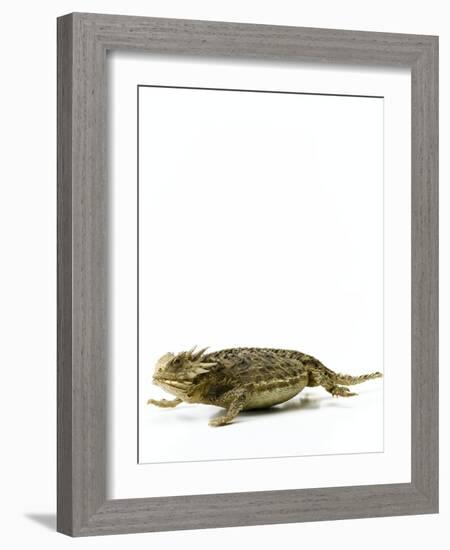 Texas Horned Lizard-null-Framed Premium Photographic Print