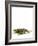Texas Horned Lizard-null-Framed Premium Photographic Print