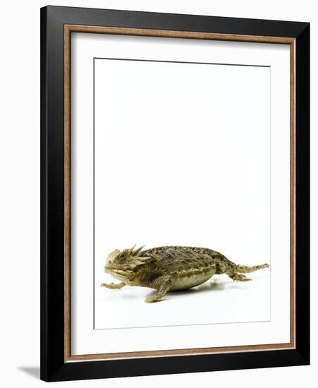 Texas Horned Lizard-null-Framed Premium Photographic Print