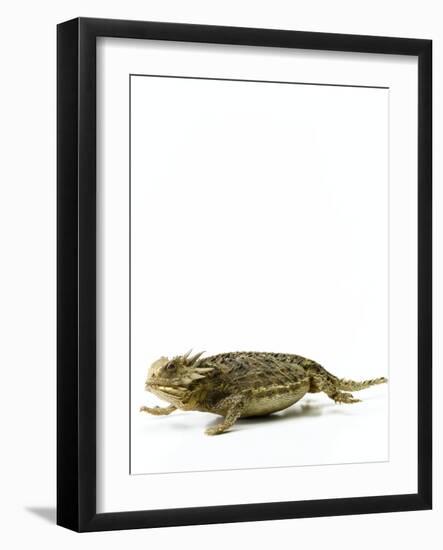 Texas Horned Lizard-null-Framed Premium Photographic Print