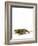 Texas Horned Lizard-null-Framed Photographic Print