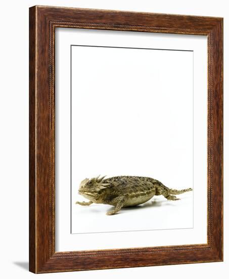 Texas Horned Lizard-null-Framed Photographic Print