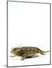 Texas Horned Lizard-null-Mounted Photographic Print